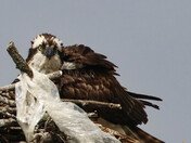Osprey on the Nest