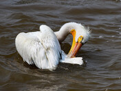 Pelican Preening