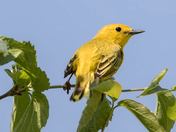 Yellow Warbler