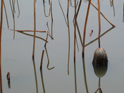 Kenilworth Park & Aquatic Gardens