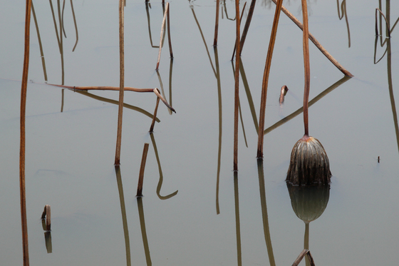 Kenilworth Park & Aquatic Gardens