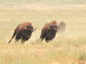 Rocky Mountain Arsenal National Wildlife Refuge
