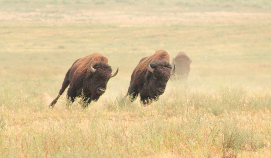 Rocky Mountain Arsenal National Wildlife Refuge