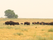 Rocky Mountain Arsenal National Wildlife Refuge