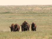 Rocky Mountain Arsenal National Wildlife Refuge
