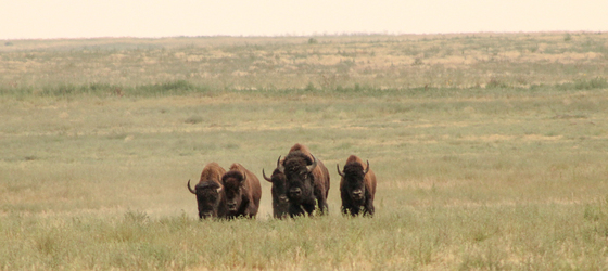 Rocky Mountain Arsenal National Wildlife Refuge
