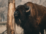 Rocky Mountain Arsenal National Wildlife Refuge
