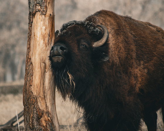 Rocky Mountain Arsenal National Wildlife Refuge