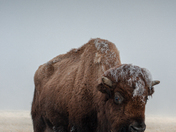 Rocky Mountain Arsenal National Wildlife Refuge