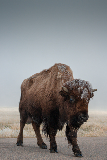 Rocky Mountain Arsenal National Wildlife Refuge