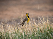 Rocky Mountain Arsenal National Wildlife Refuge