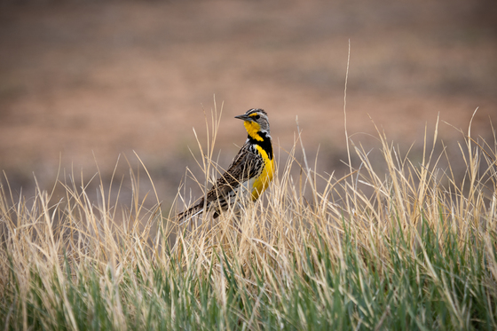 Rocky Mountain Arsenal National Wildlife Refuge