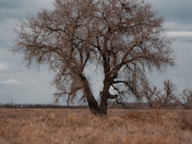 Rocky Mountain Arsenal National Wildlife Refuge