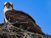 Osprey on the Nest