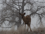 Rocky Mountain Arsenal National Wildlife Refuge