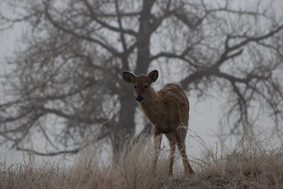 Rocky Mountain Arsenal National Wildlife Refuge