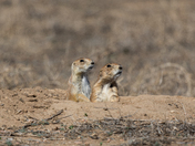 Rocky Mountain Arsenal National Wildlife Refuge