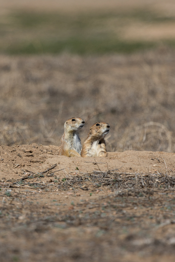 Rocky Mountain Arsenal National Wildlife Refuge