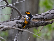 Rocky Mountain Arsenal National Wildlife Refuge