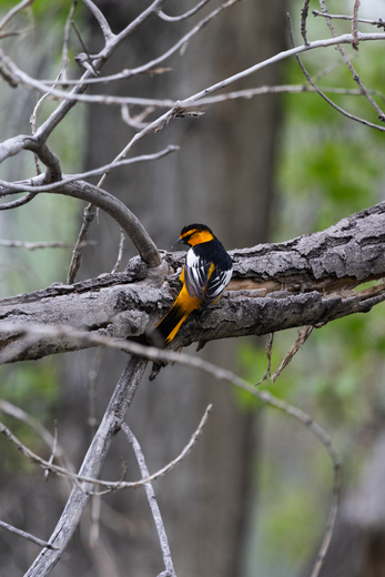 Rocky Mountain Arsenal National Wildlife Refuge