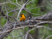 Rocky Mountain Arsenal National Wildlife Refuge