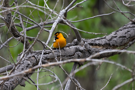 Rocky Mountain Arsenal National Wildlife Refuge