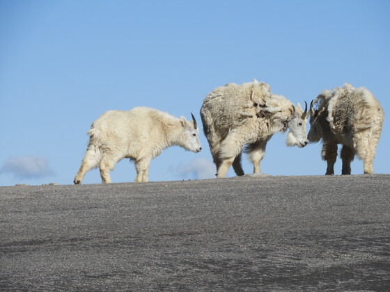 Mount Evans Recreation Area & Scenic Byway