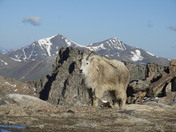 Mount Evans Recreation Area & Scenic Byway