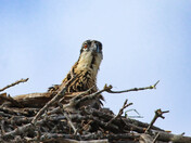 Osprey Chick