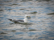 Seagull