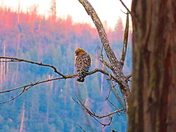 Sierra National Forrest