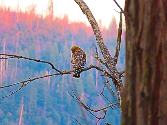 Sierra National Forrest