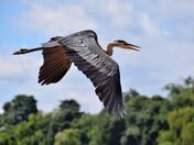 Blue Heron flying.