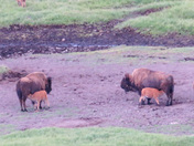 Yellowstone National Park 