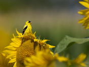 Yellow on Yellow