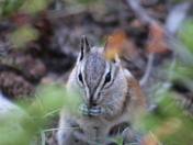 Great Basin National Park