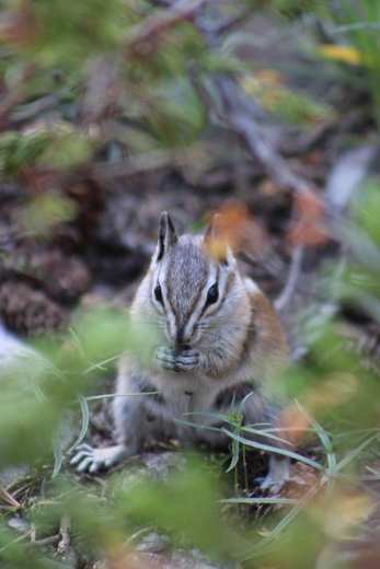 Great Basin National Park
