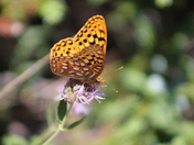 Great Basin National Park