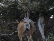 Great Basin National Park
