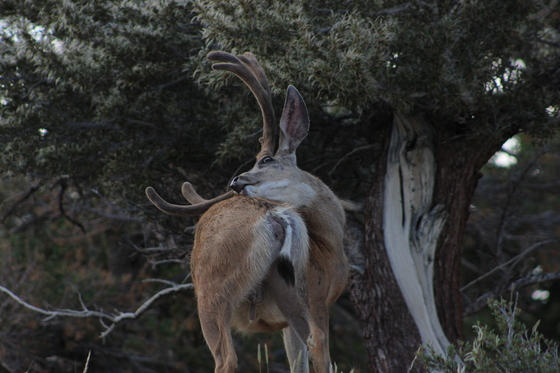 Great Basin National Park