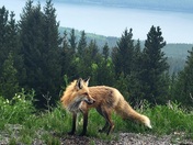 Glacier National Park