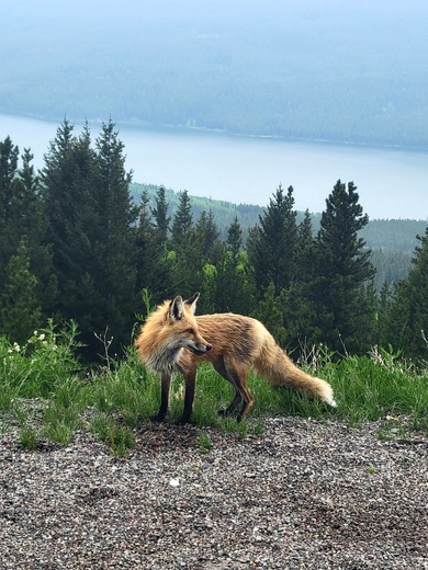 Glacier National Park