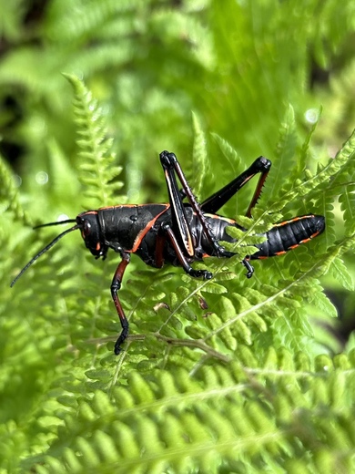 Barataria Preserve