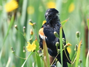 Redwing Blackbird