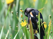 Itchy feathers