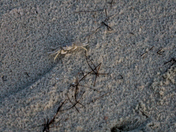 Gulf Islands National Seashore