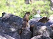 Sequoia National Park