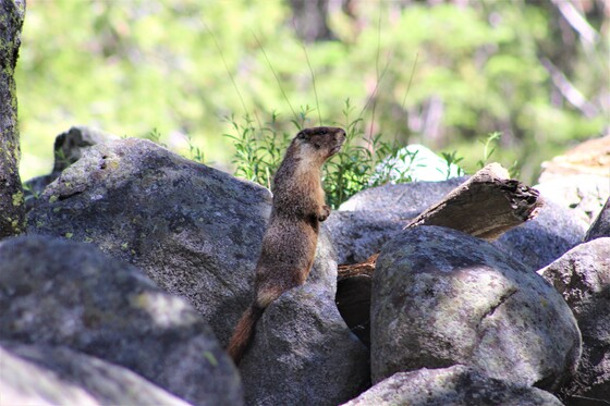 Sequoia National Park