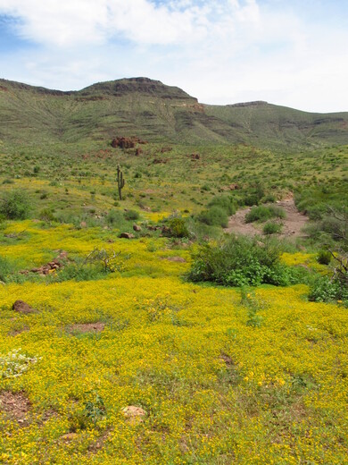 Day Mine, Safford Field Office