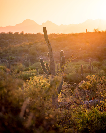 Saguaro National Park